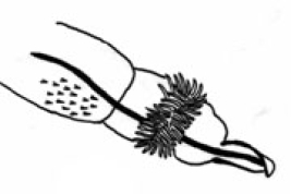 Tip of phallus, lateral view. From Sganga & Angrisano (2006).