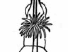 Tip of phallus, dorsal view. From Sganga & Angrisano (2006).